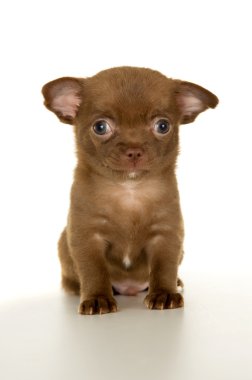 güzel kahverengi chihuahua yavrusu