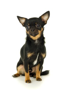 güzel erkek chihuahua köpek oturuyor