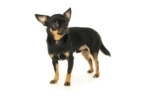 Adult chihuahua dog standing isolated — Stock Photo, Image