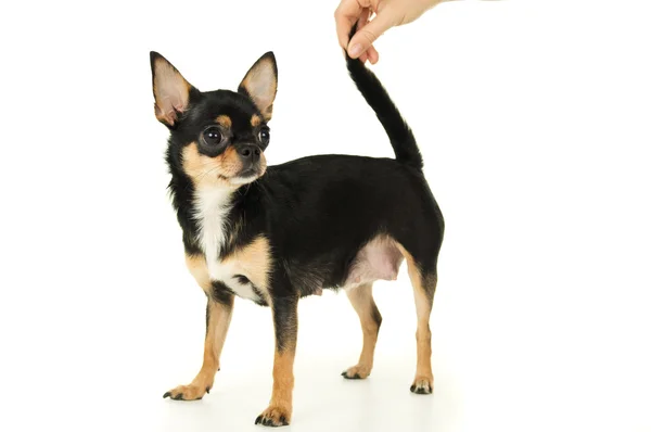 Adult chihuahua dog stands — Stock Photo, Image