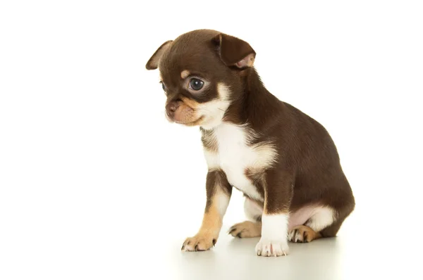 Hermoso chihuahua marrón cachorro sentado — Foto de Stock