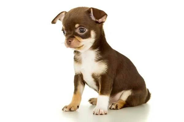 Mooi bruin chihuahua pup — Stockfoto