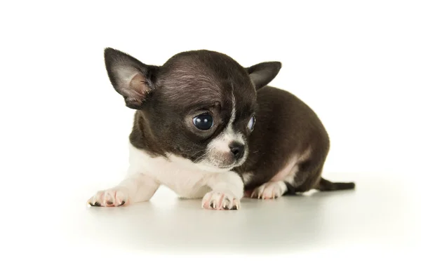 Bellissimo cucciolo di chihuahua isolato — Foto Stock