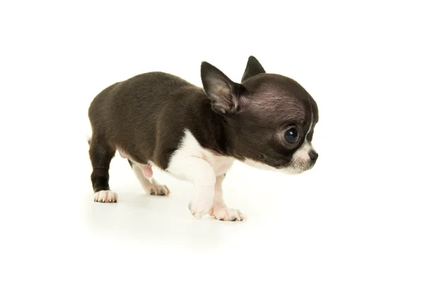 Hermoso pequeño chihuahua cachorro — Foto de Stock