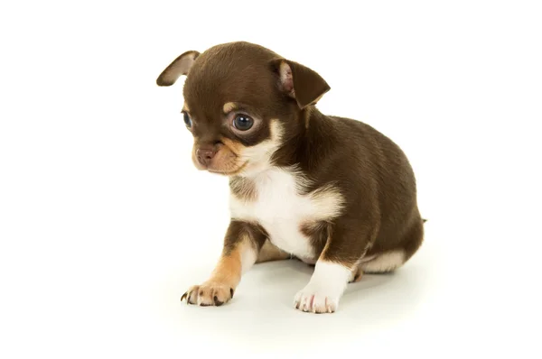 Vacker liten chihuahua valp — Stockfoto