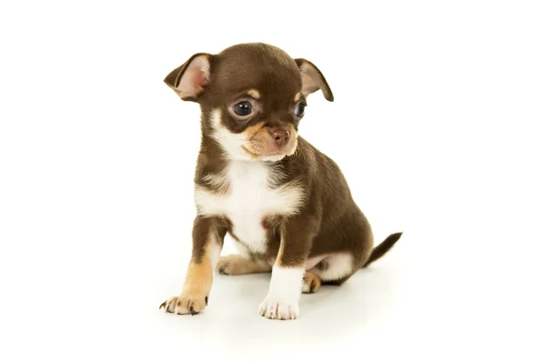 Schöner kleiner Chihuahua Welpe sitzend — Stockfoto