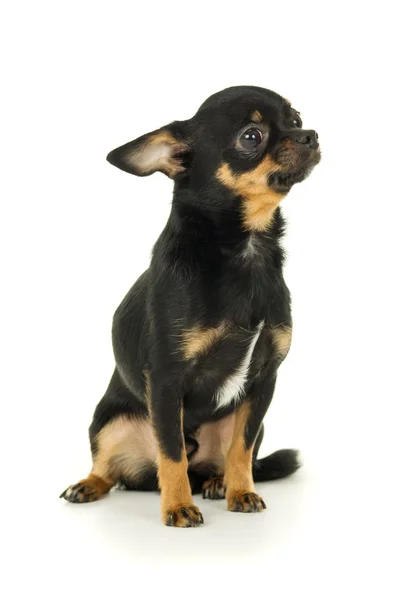 Mooie mannelijke chihuahua hond — Stockfoto