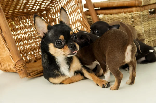 Teef feeds chihuahua puppies — Stockfoto