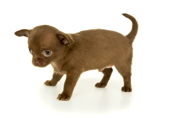 Chihuahua-Welpe mit brauner Farbe — Stockfoto
