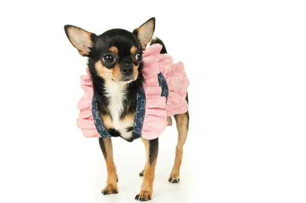 Chihuahua cane in piedi in abito — Foto Stock