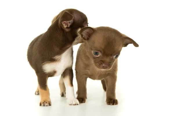 Brązowy pary psów chihuahua szczenięta — Zdjęcie stockowe