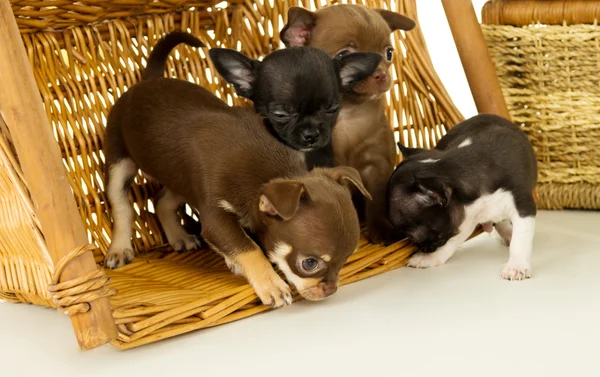 Chihuahua cuccioli giocare — Foto Stock