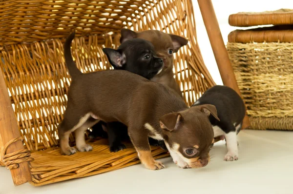 Cuccioli di chihuahua che giocano in un cesto — Foto Stock