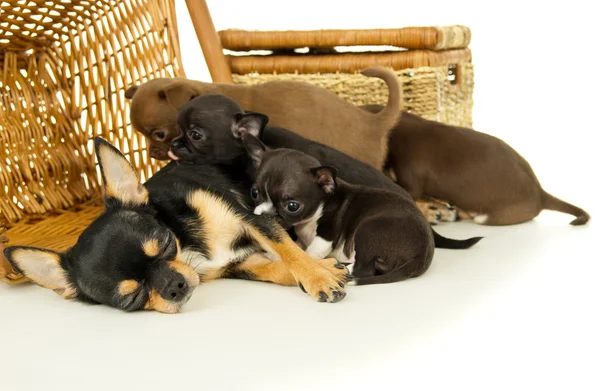 Chihuahua cuccioli succhiare il latte dalla madre — Foto Stock