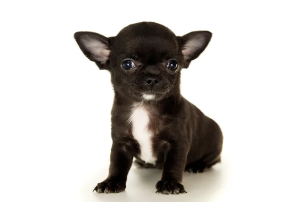 Closeup de cachorro chihuahua preto — Fotografia de Stock