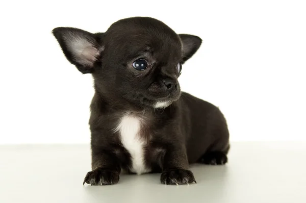 Primer plano del cachorro Chihuahua —  Fotos de Stock