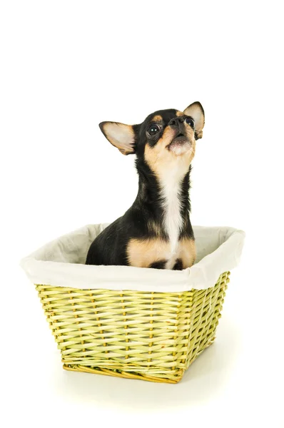 Dog sitting in a basket — Stock Photo, Image