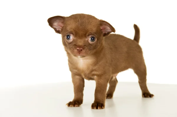 Hund, valp brun färg står — Stockfoto