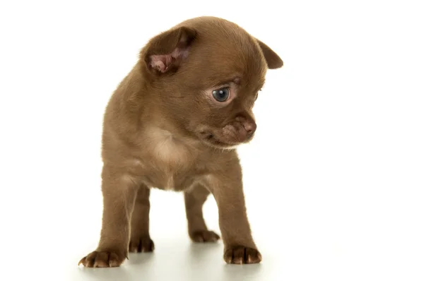 Cão, cor marrom cachorro — Fotografia de Stock