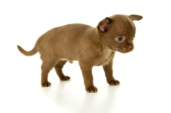 Pequeno cachorro Chihuahua cor marrom — Fotografia de Stock