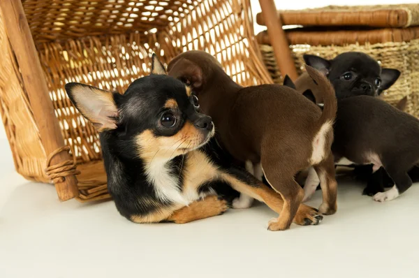 Mamma chihuahua cucciolo bugie — Foto Stock