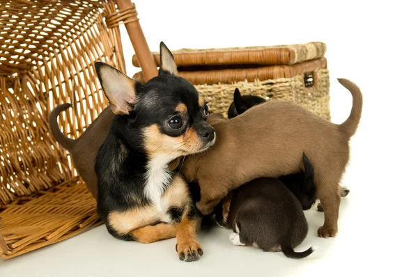 Mother and chihuahua puppies for background baskets — Stock Photo, Image