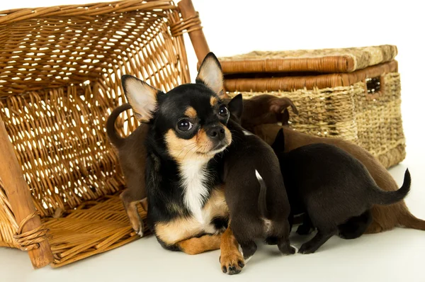 Moeder chihuahua puppies voor achtergrond manden — Stockfoto