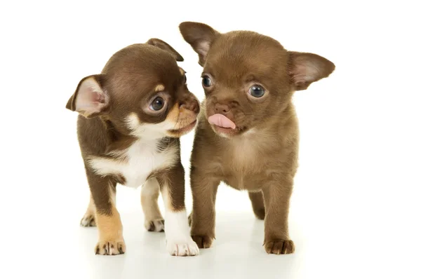 Coppia di cani cuccioli chihuahua — Foto Stock