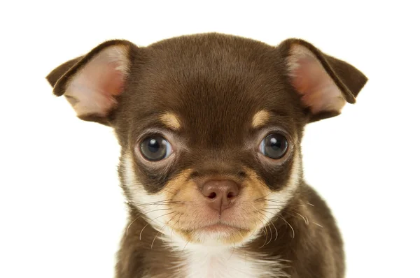 Chihuahua yavrusu portresi — Stok fotoğraf