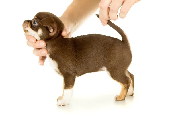 Pequeño cachorro marrón chihuahua — Foto de Stock