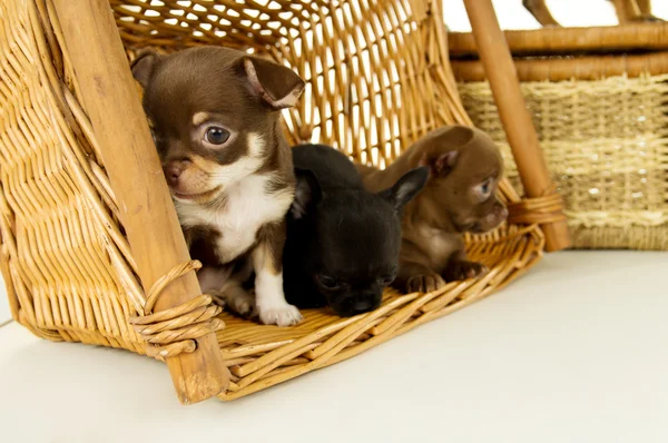 Small chihuahua puppies for background baskets — Stock Photo, Image