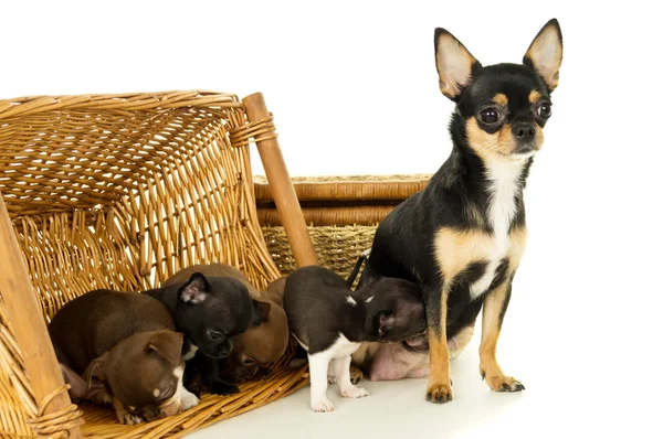 Piccoli cuccioli di chihuahua che giocano in un cesto — Foto Stock