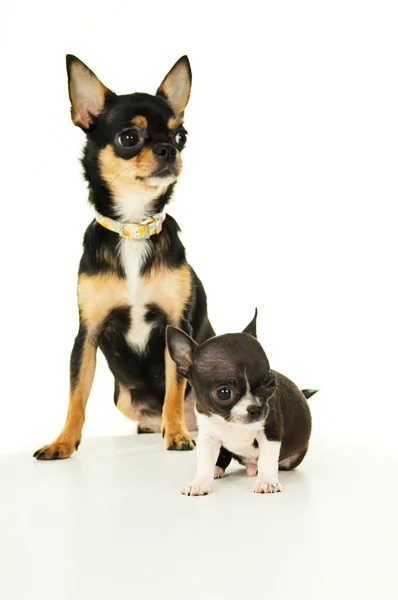 Piccolo cucciolo di chihuahua e sua madre — Foto Stock
