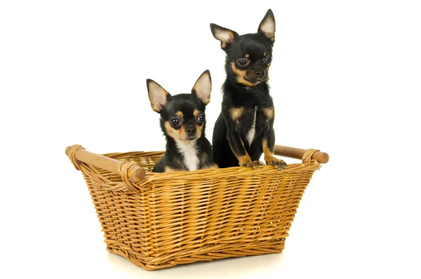 Twee volwassen honden chihuahua — Stockfoto