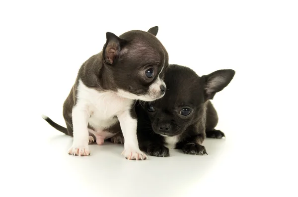 Two beautiful little puppy — Stock Photo, Image