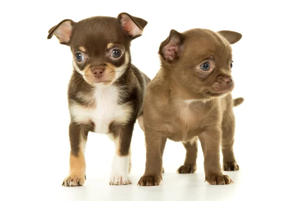 Due cuccioli di chihuahua marrone — Foto Stock