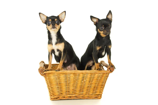 Due cani chihuahua seduti in un cesto — Foto Stock