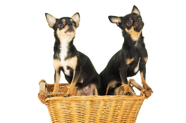 Due cani chihuahua seduti — Foto Stock