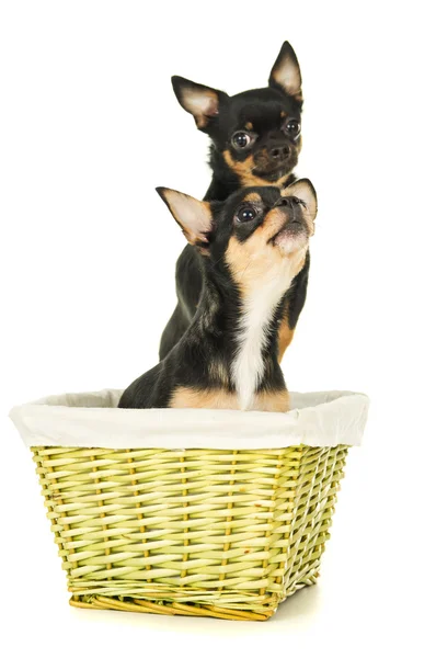 Due cani chihuahua — Foto Stock