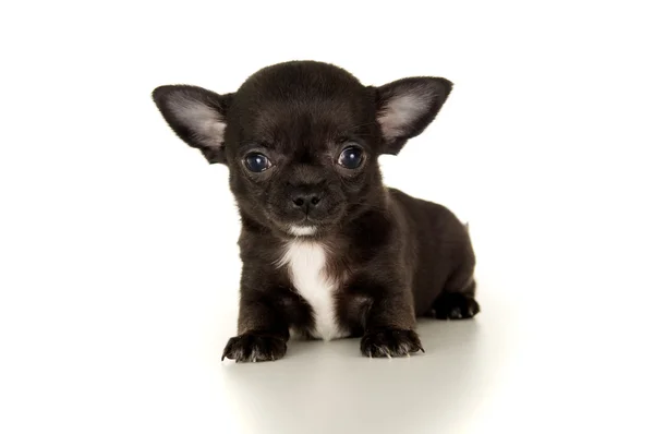 Close-up of a puppy Stock Picture