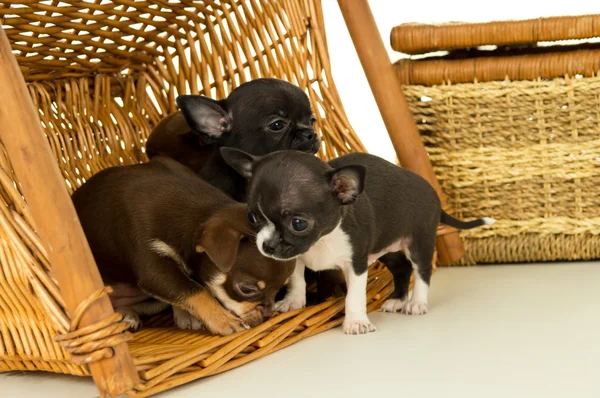 Pequeños cachorros chihuahua jugando en una canasta Imagen de archivo