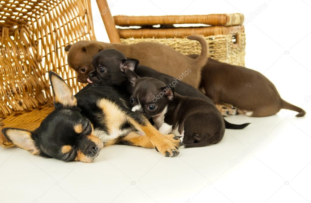 Chihuahua puppies sucking milk from mother