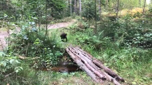 Naturaleza de cachorro labrador marrón corriendo a través de puente de madera — Vídeos de Stock