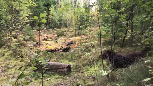 Marrón labrador cachorro naturaleza corriendo en el bosque — Vídeos de Stock