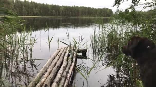 Labrador marrón nada a través del lago desde la orilla — Vídeos de Stock