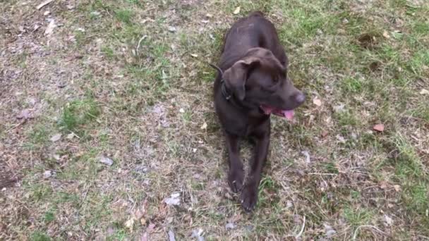 Naturaleza de cachorro labrador marrón acostado con lengua roja — Vídeos de Stock
