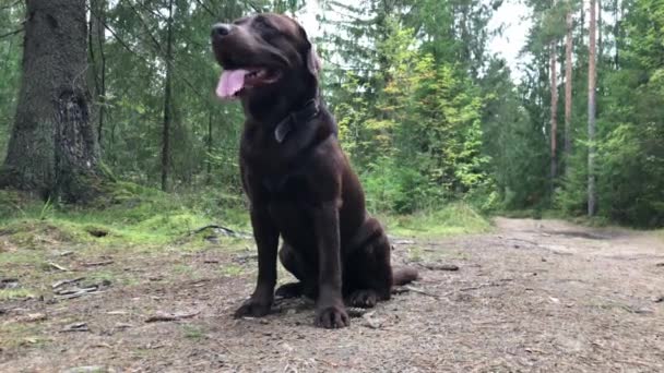 Brauner Labrador Welpe Natur sitzend mit roter Zunge — Stockvideo