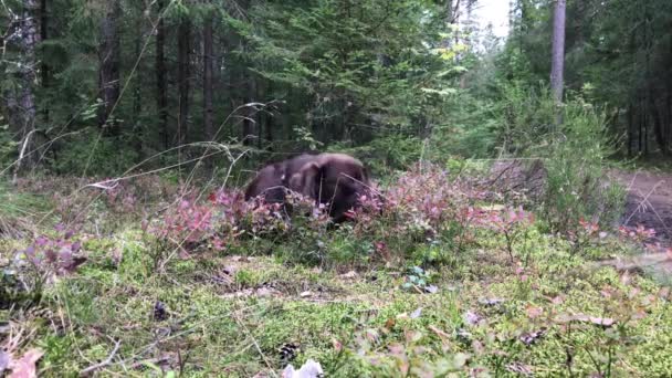 Brun labrador som ligger på gräset och leker med en pinne — Stockvideo