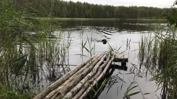 Labrador marrón nada a través del lago hasta la orilla — Vídeos de Stock