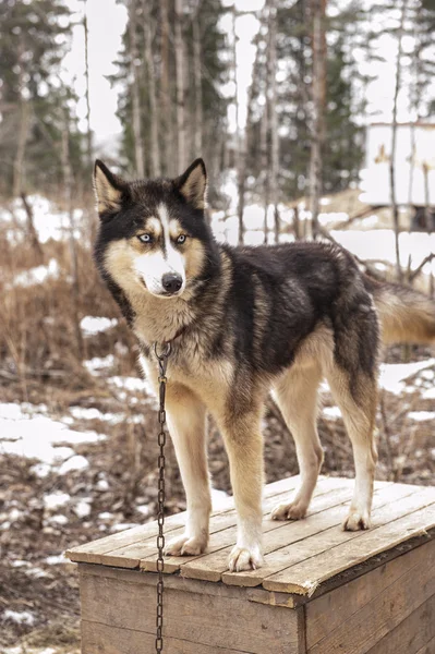 Husky cão siberiano animal — Fotografia de Stock